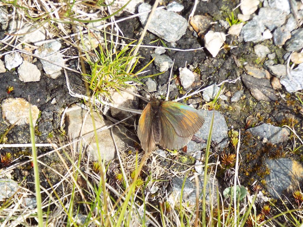 Erebia tyndarus (Nymphalidae Satyrinae)