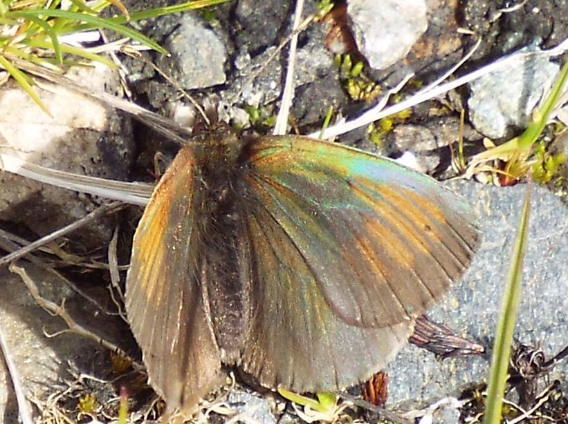 Erebia tyndarus (Nymphalidae Satyrinae)