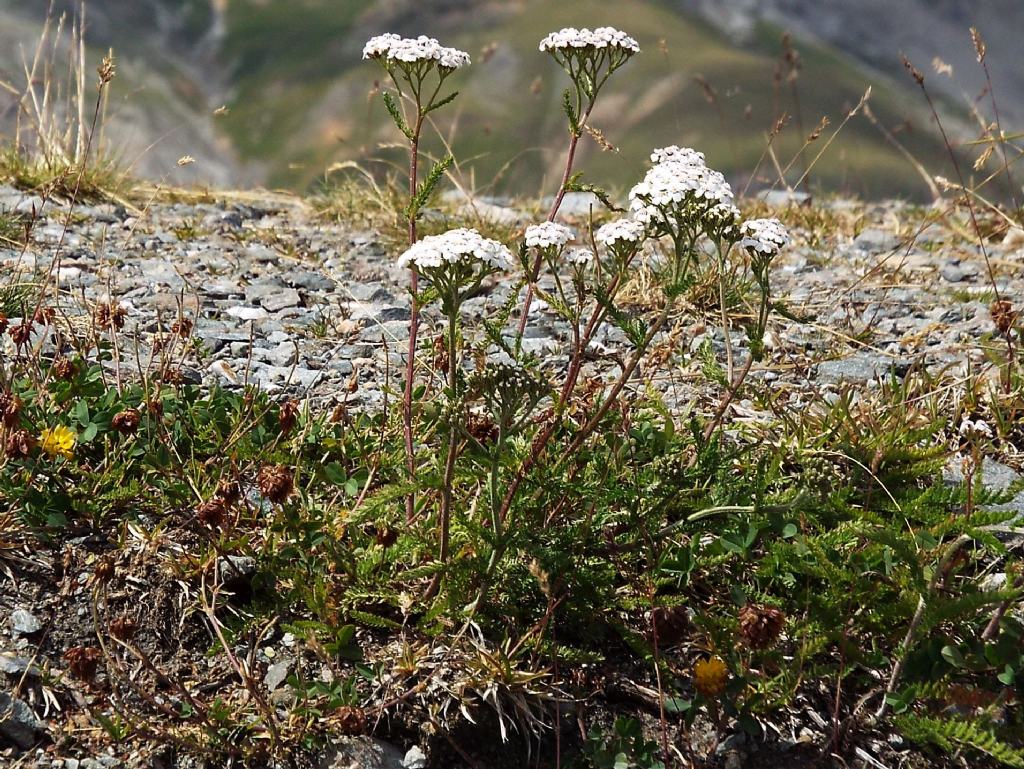 Achillea gr. millefolium (Asteraceae)