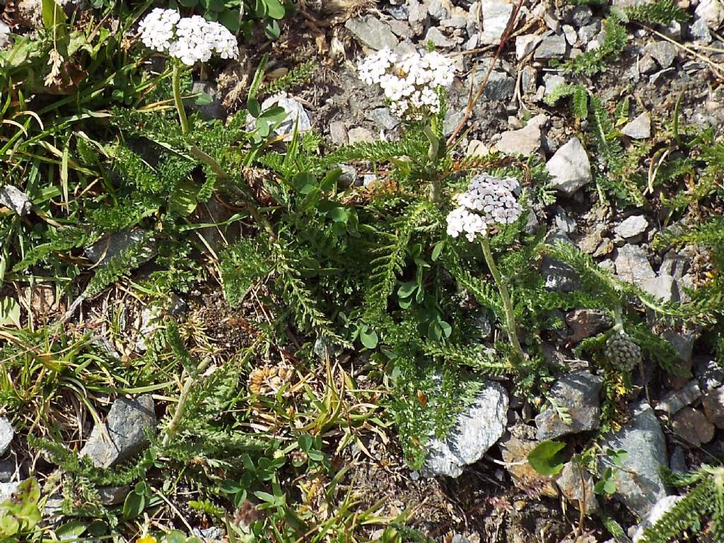 Achillea gr. millefolium (Asteraceae)