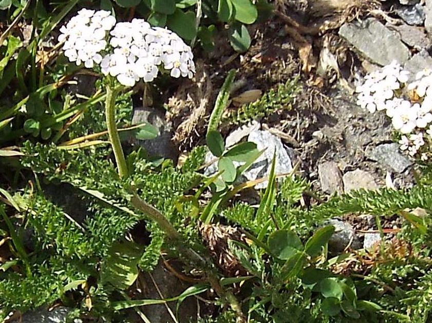 Achillea gr. millefolium (Asteraceae)