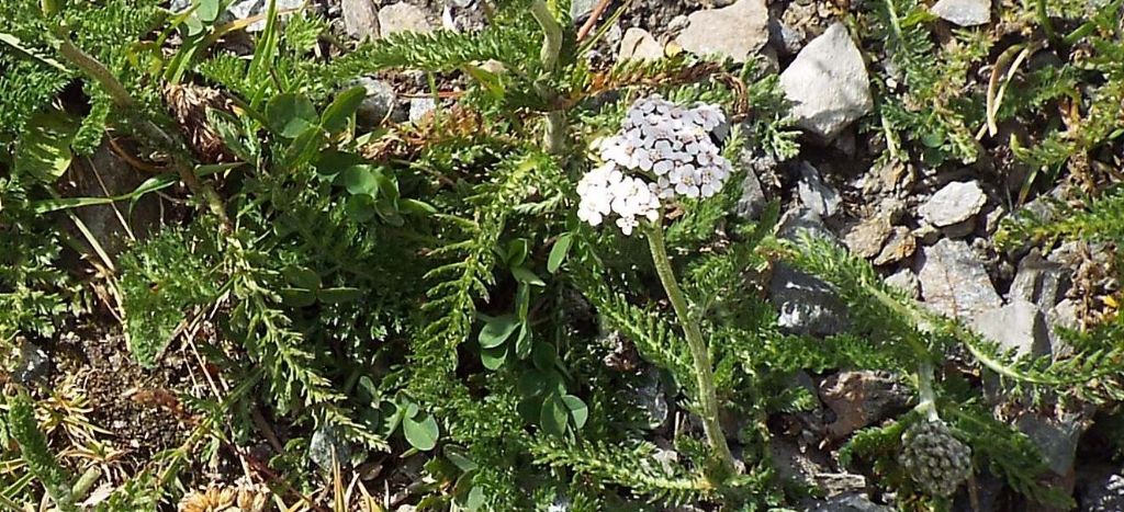 Achillea gr. millefolium (Asteraceae)