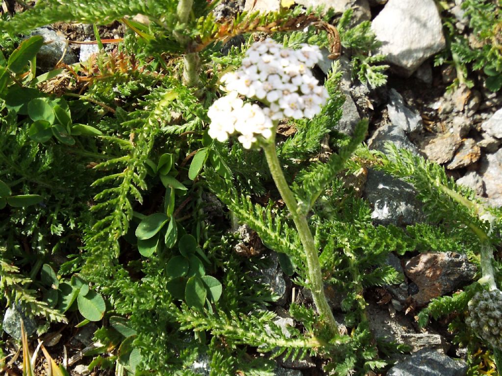 Achillea gr. millefolium (Asteraceae)