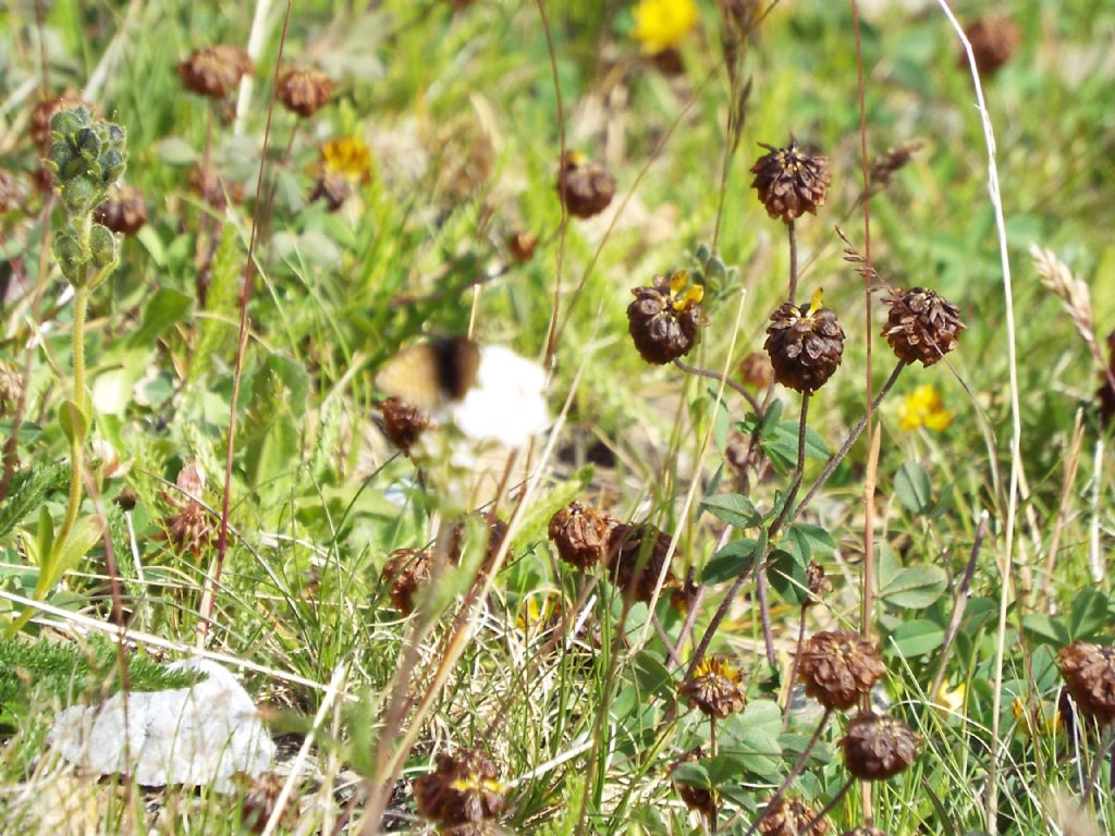 Trifolium badium (Fabaceae)