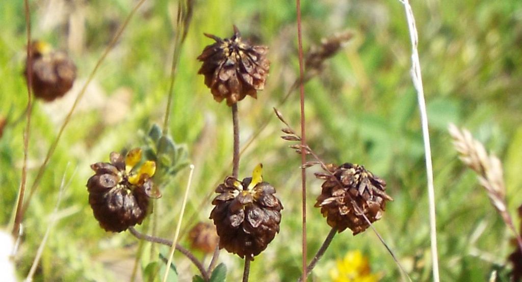 Trifolium badium (Fabaceae)