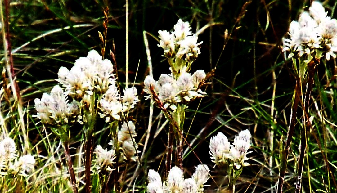 Antennaria cfr. dioica (Asteraceae)
