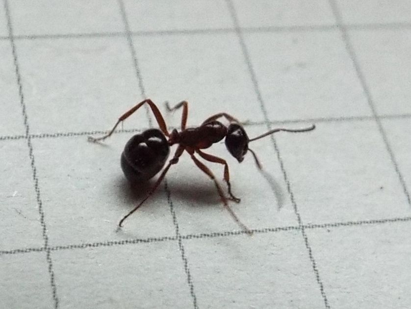 Formica sp. (cfr. picea ?)