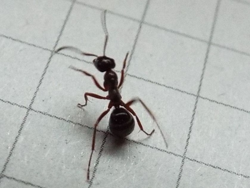Formica sp. (cfr. picea ?)