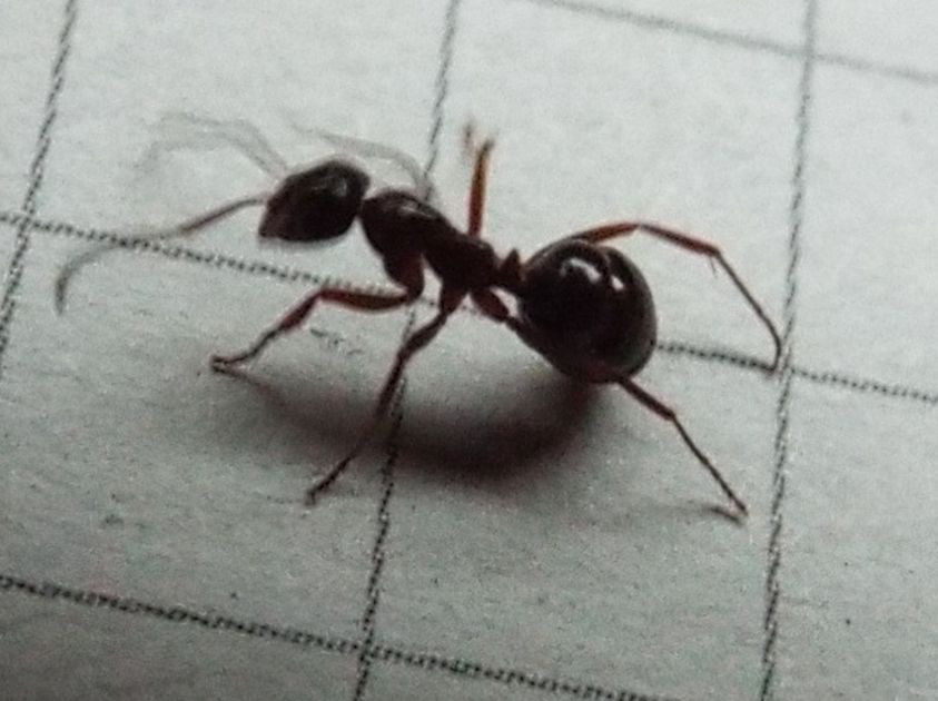 Formica sp. (cfr. picea ?)