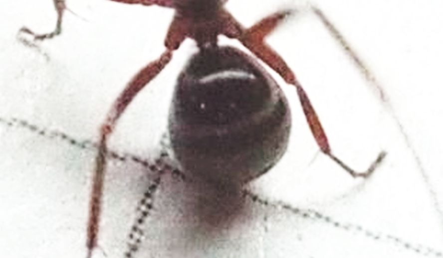 Formica sp. (cfr. picea ?)
