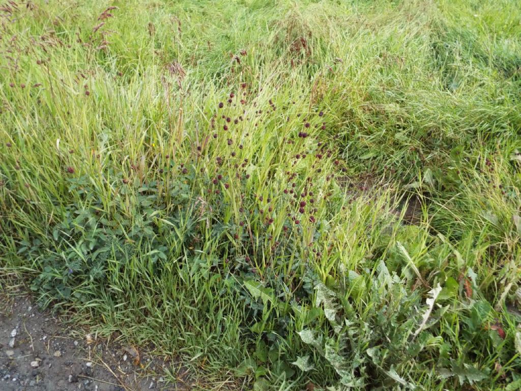 Sanguisorba officinalis (Rosaceae)