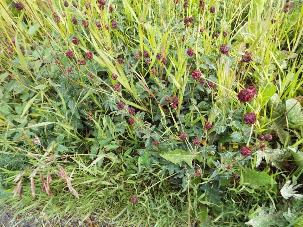 Sanguisorba officinalis (Rosaceae)