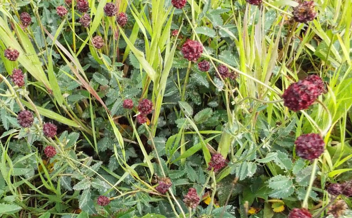 Sanguisorba officinalis (Rosaceae)