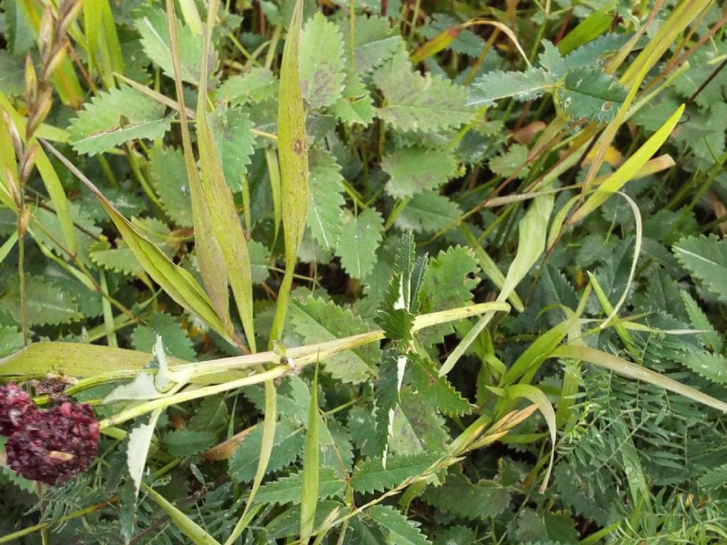 Sanguisorba officinalis (Rosaceae)