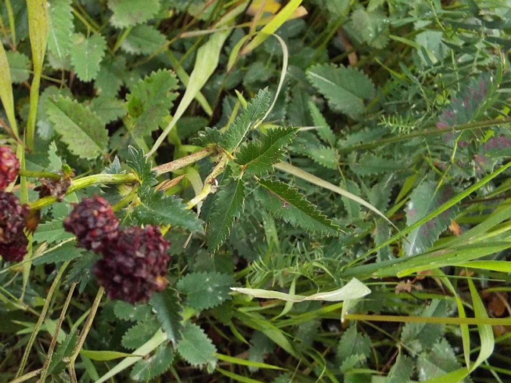 Sanguisorba officinalis (Rosaceae)