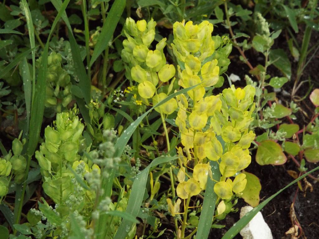 Thlaspi arvense (Brassicaceae) in fruttificazione