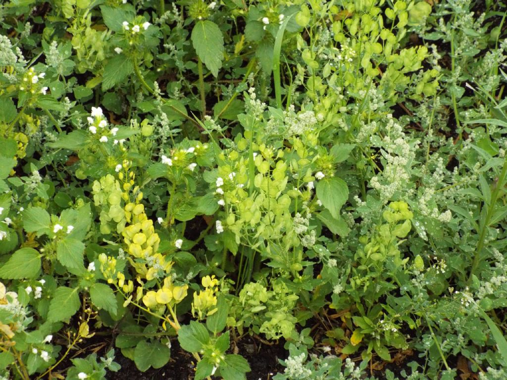 Thlaspi arvense (Brassicaceae) in fruttificazione
