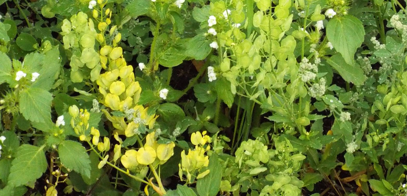 Thlaspi arvense (Brassicaceae) in fruttificazione