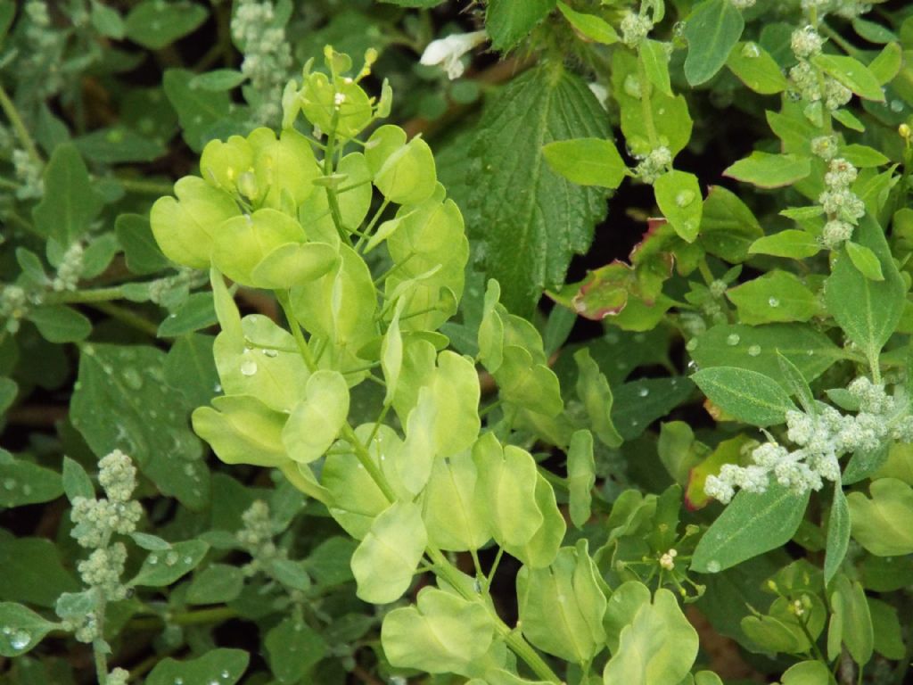 Thlaspi arvense (Brassicaceae) in fruttificazione