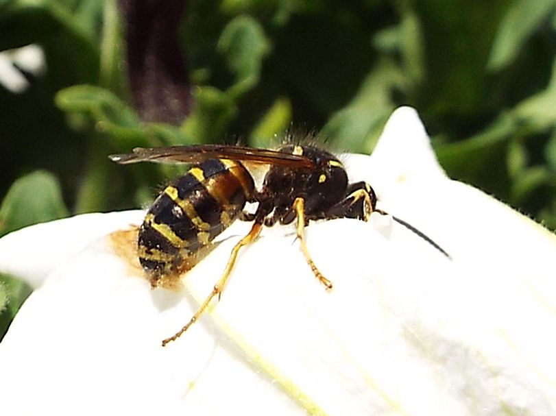 Dolichovespula norwegica (Vespidae), maschio