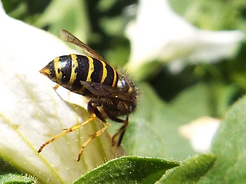 Dolichovespula norwegica (Vespidae), maschio