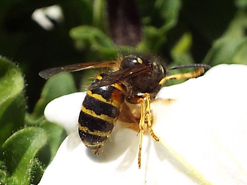 Dolichovespula norwegica (Vespidae), maschio