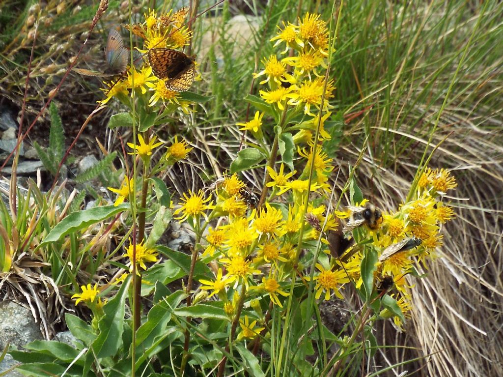 Raduni di farfalle su fiori di Solidago virgaurea