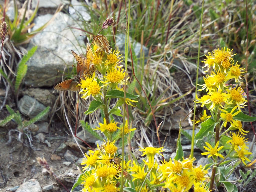 Raduni di farfalle su fiori di Solidago virgaurea