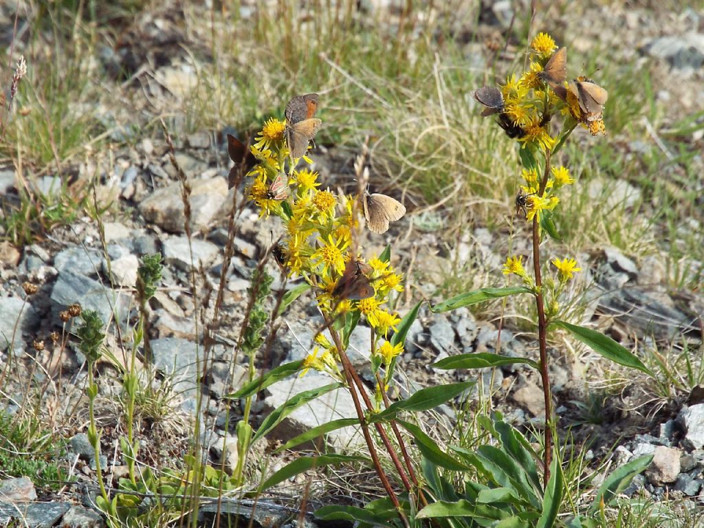 Raduni di farfalle su fiori di Solidago virgaurea