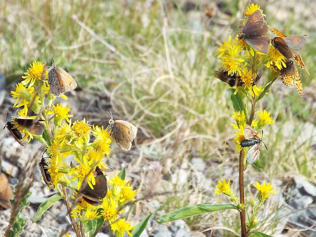 Raduni di farfalle su fiori di Solidago virgaurea