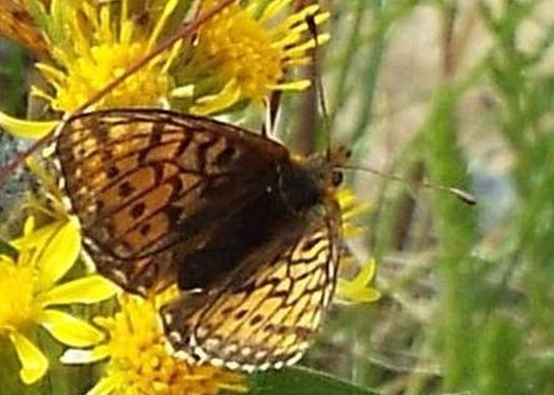 Boloria napaea, femmina  (Nymphalidae)