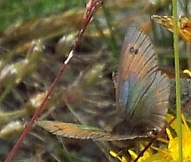 Erebia tyndarus (Nymphalidae Satyrinae)