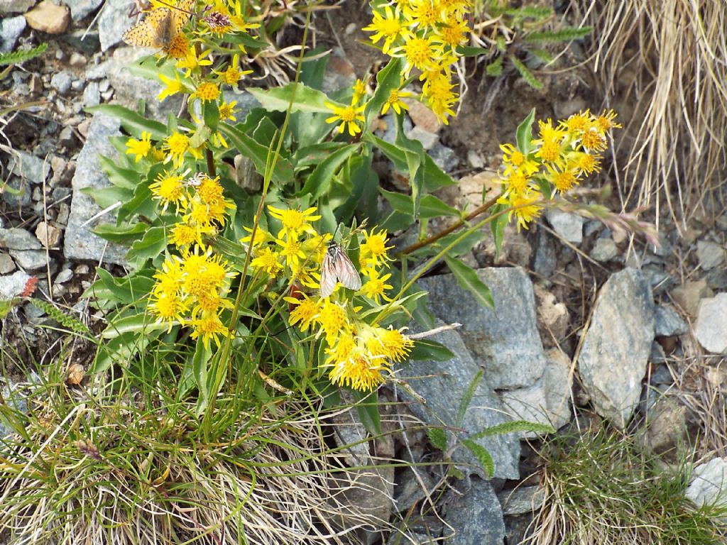 Raduni di farfalle su fiori di Solidago virgaurea