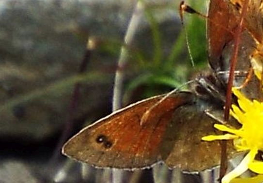Erebia tyndarus (Nymphalidae Satyrinae)