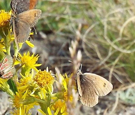 Erebia tyndarus (Nymphalidae Satyrinae)
