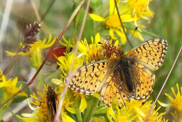 Boloria pales, femmina (Nymphalidae)