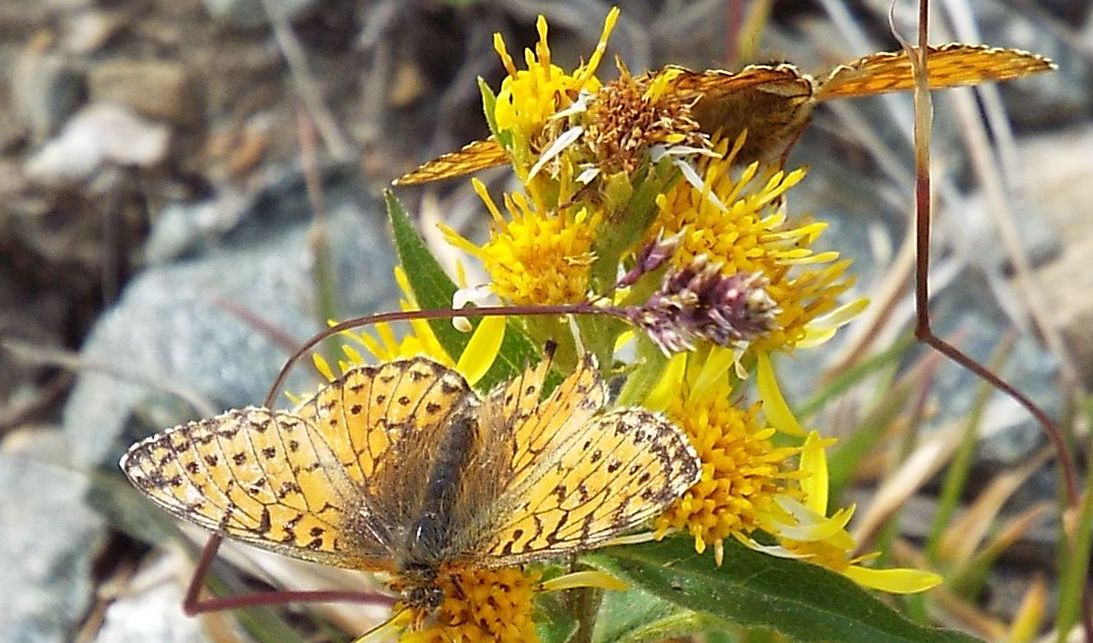 Boloria pales, femmina (Nymphalidae)