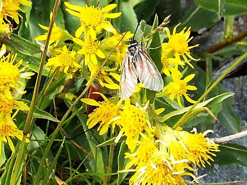 Zygaena exulans