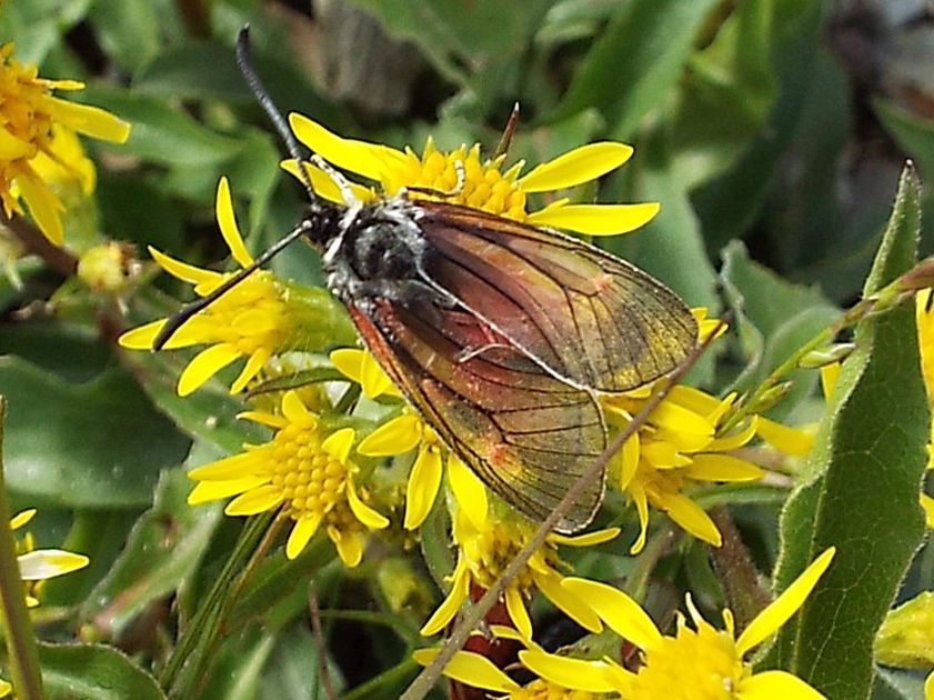 Zygaena exulans