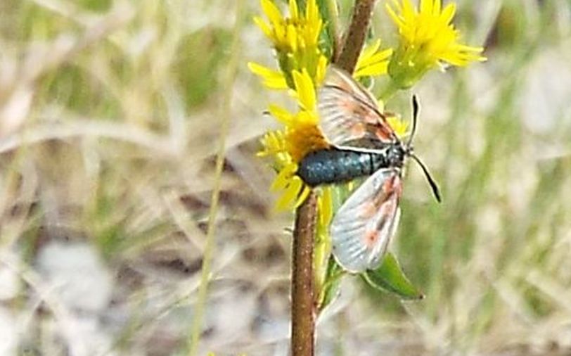 Zygaena exulans