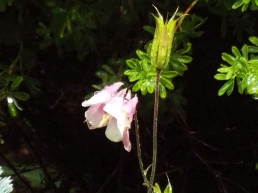 Aquilegia da identificare:  cfr. cv di Aquilegia vulgaris