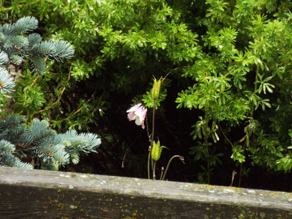 Aquilegia da identificare:  cfr. cv di Aquilegia vulgaris