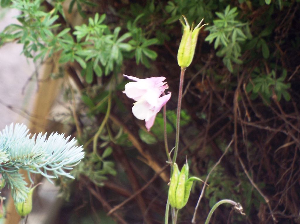 Aquilegia da identificare:  cfr. cv di Aquilegia vulgaris
