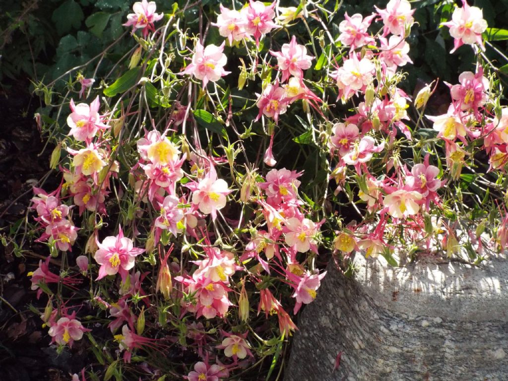 Aquilegia coerulea  (Ranunculaceae): cv rosea