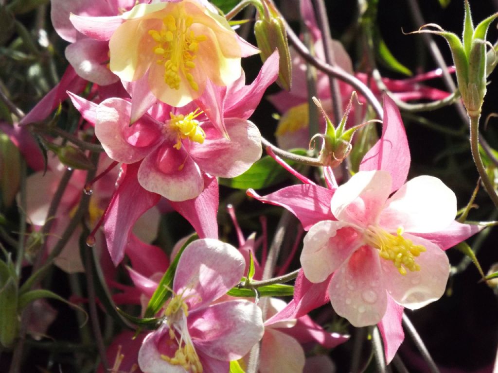 Aquilegia coerulea  (Ranunculaceae): cv rosea