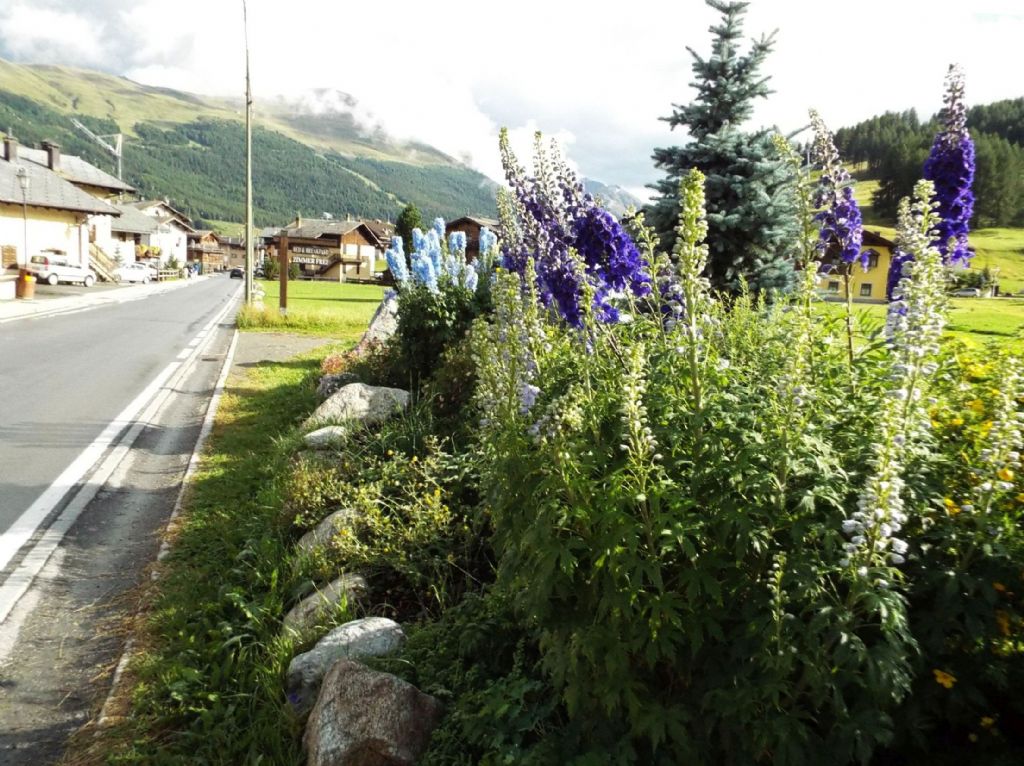 cv di Delphinium elatum (cfr.)  (Ranunculaceae)