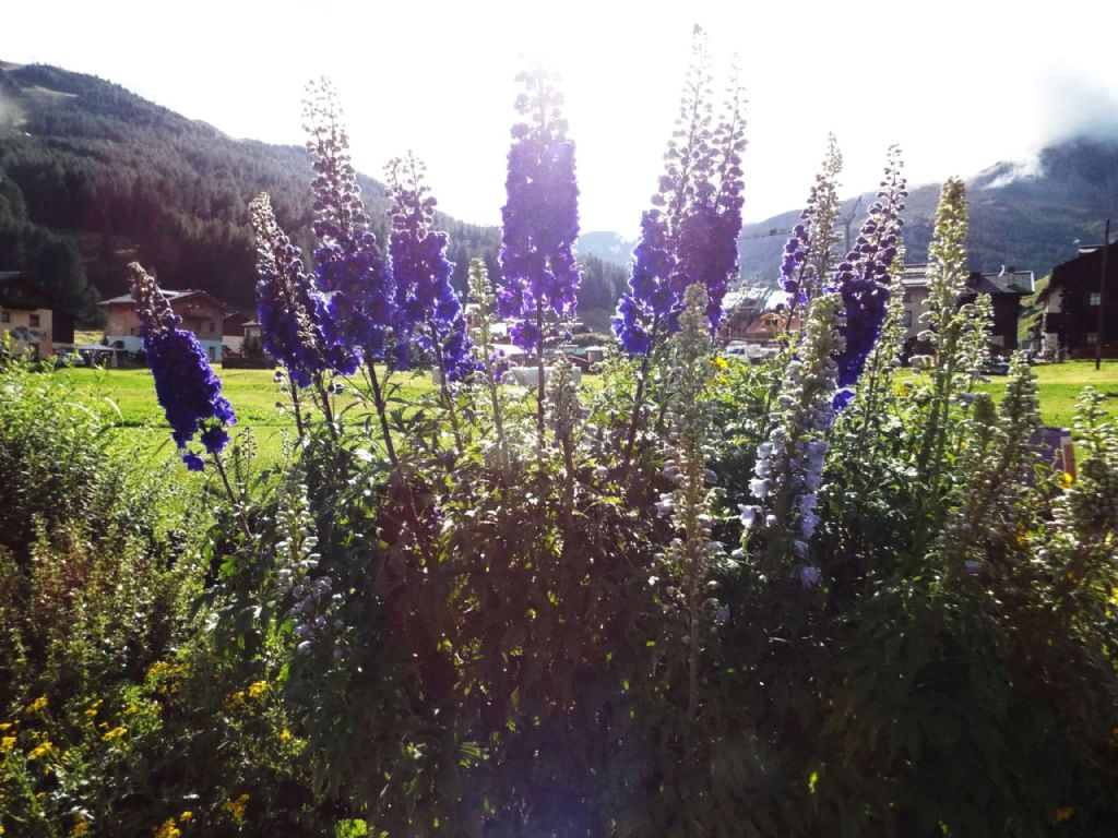 cv di Delphinium elatum (cfr.)  (Ranunculaceae)