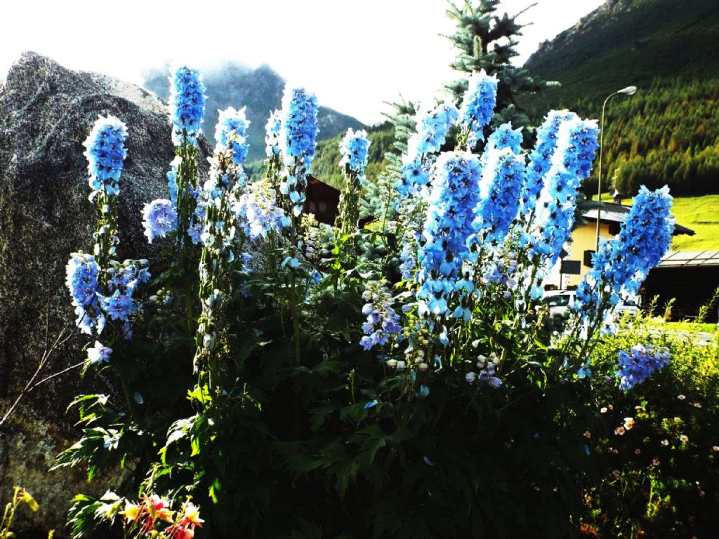 cv di Delphinium elatum (cfr.)  (Ranunculaceae)