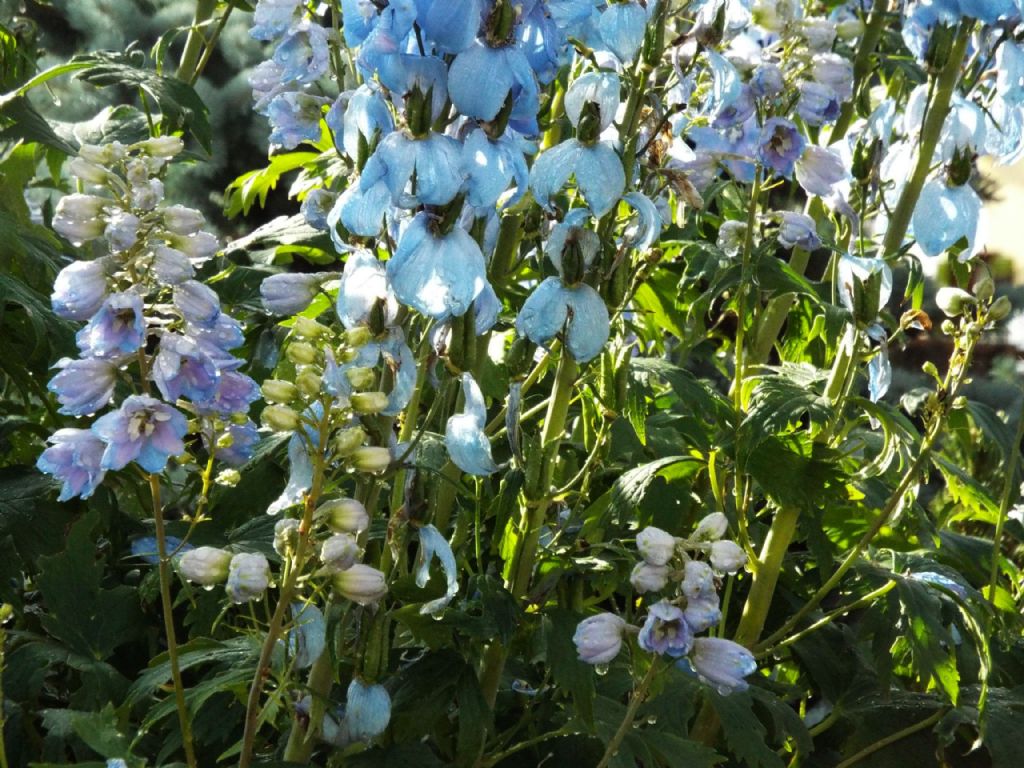 cv di Delphinium elatum (cfr.)  (Ranunculaceae)