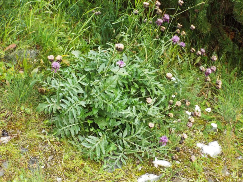 E'' una Centaurea?  S, Centaurea scabiosa